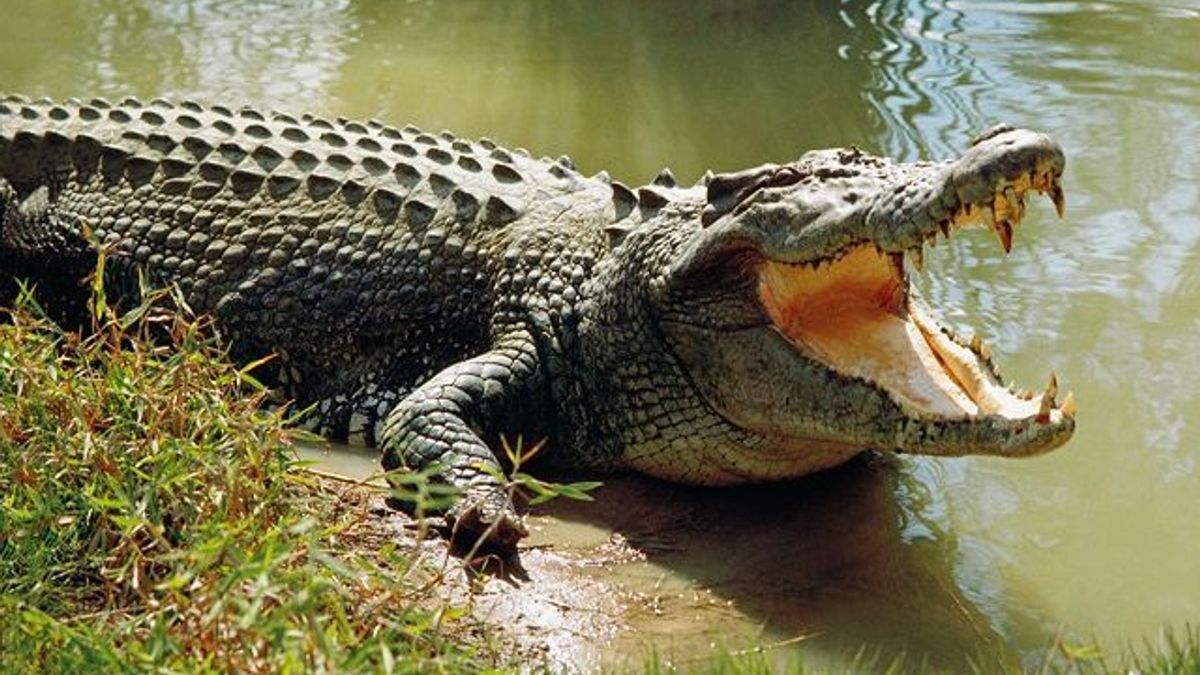 Wildlife Tour