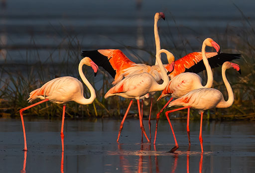 Golden Triangle with Gopalpur